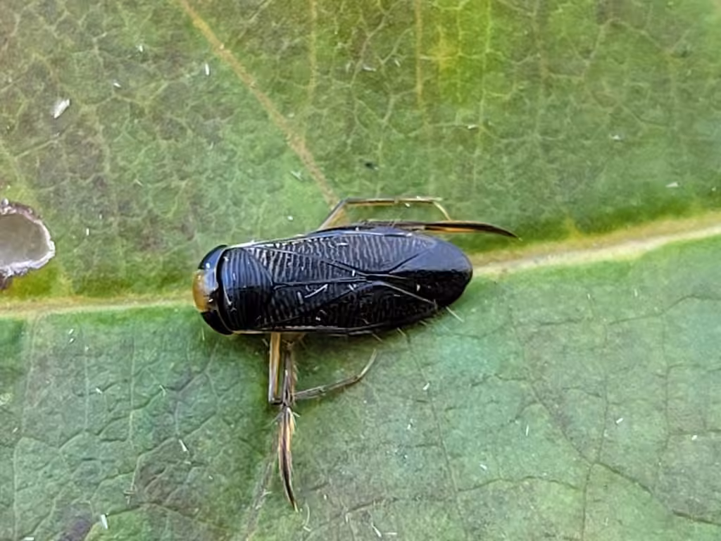 Auden's Waterboatman, Female
