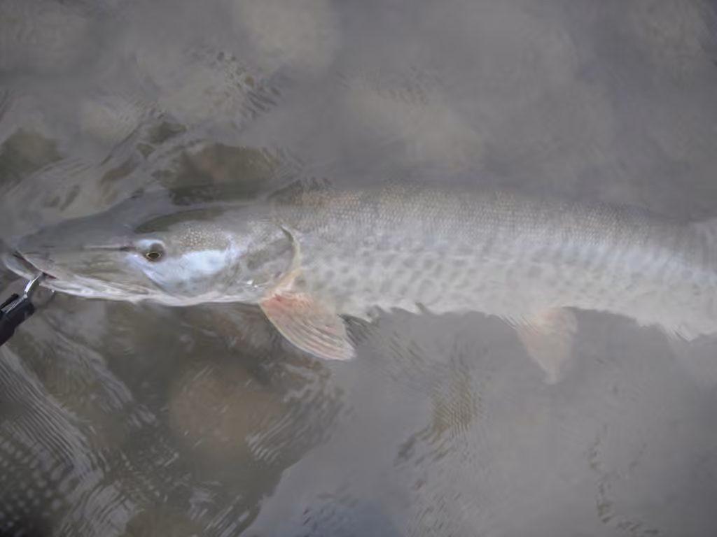 Muskellunge, photo 3 of 5