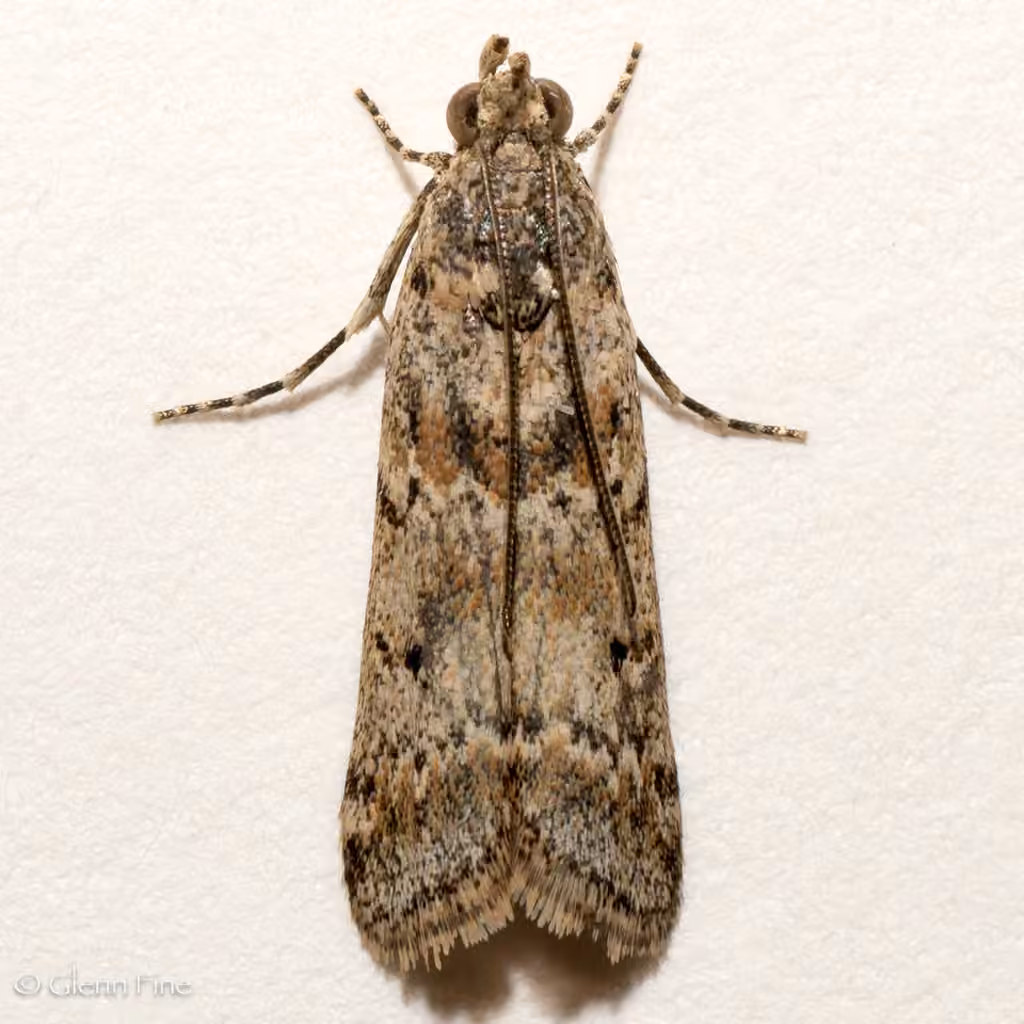 Sugarbeet Crown Borer Moth, Adulte