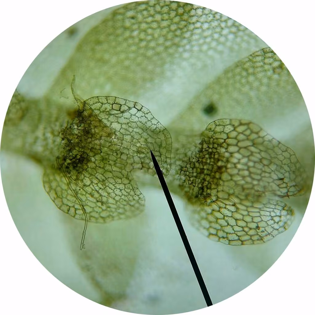 Mueller's Pouchwort, photo 3 of 5