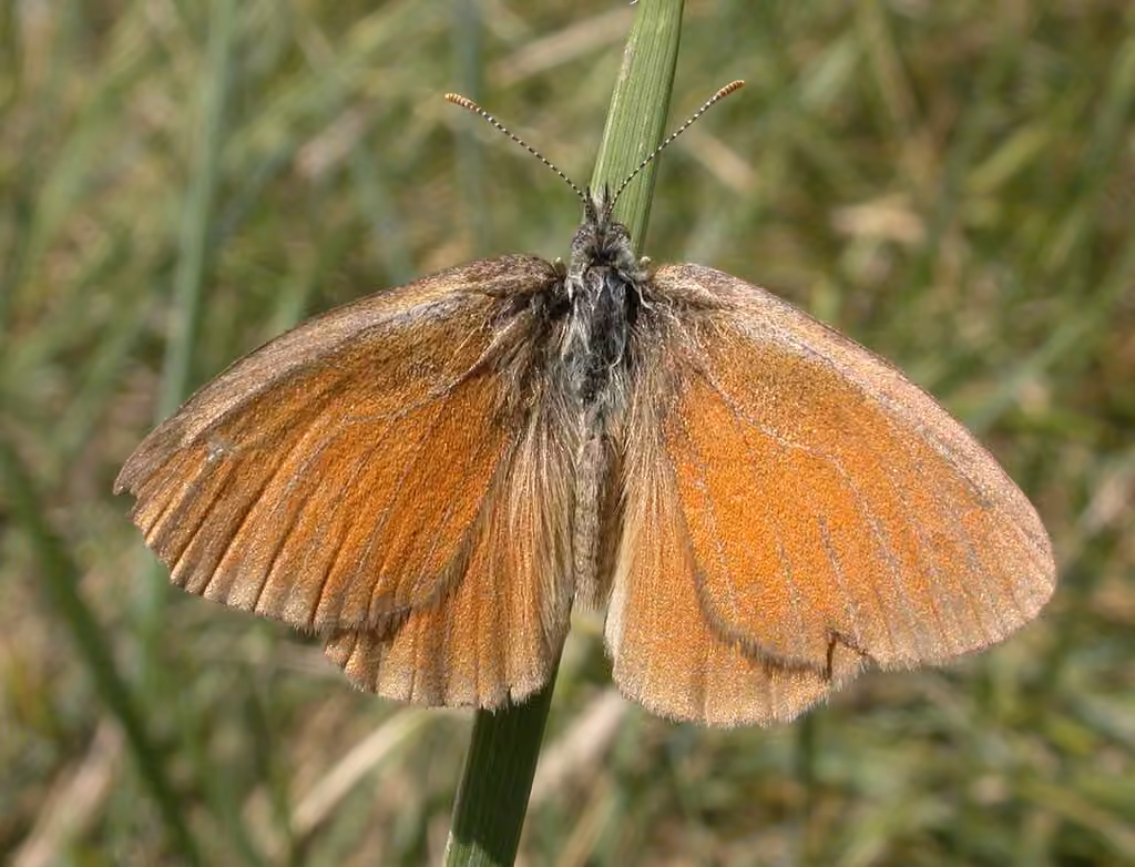 Common Ringlet, photo 1 sur 5