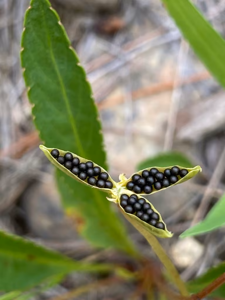 Bog white violet, In fruit