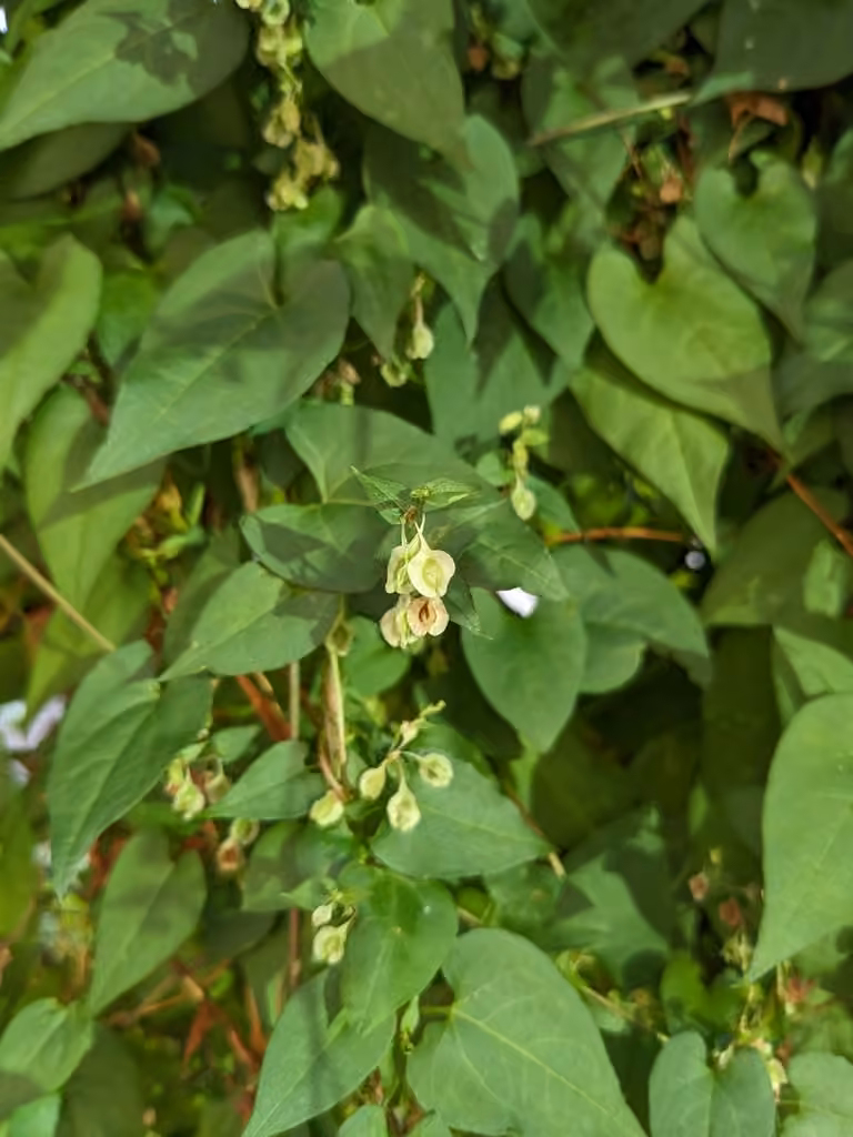 Renouée des haies, En fleurs