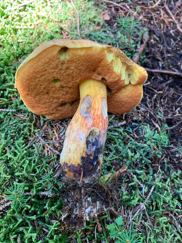 Red-mouth Bolete, photo 2 of 5