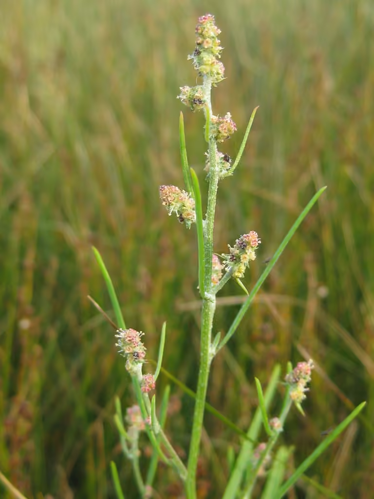 Arroche littorale, photo 1 sur 5