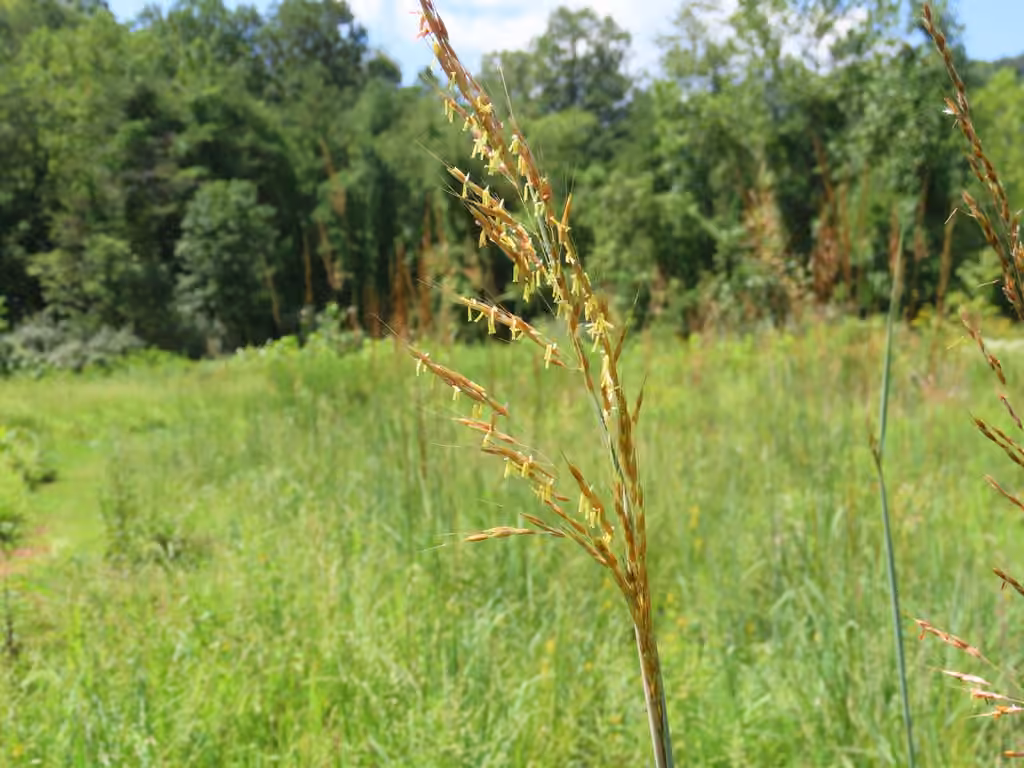 Yellow indian-grass, In flower
