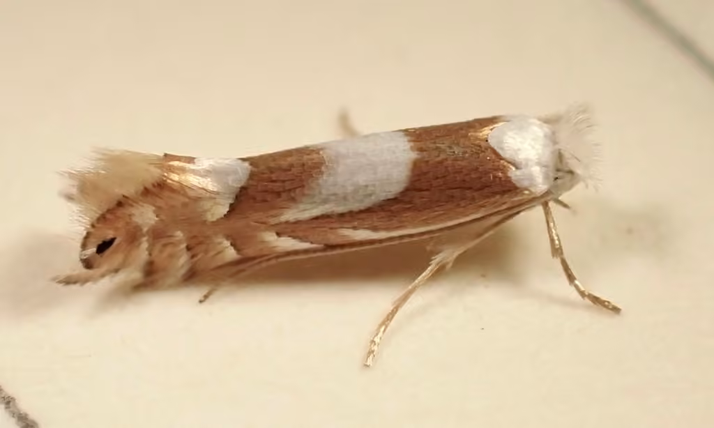 Oak Tentiform Leafminer, Caterpillar