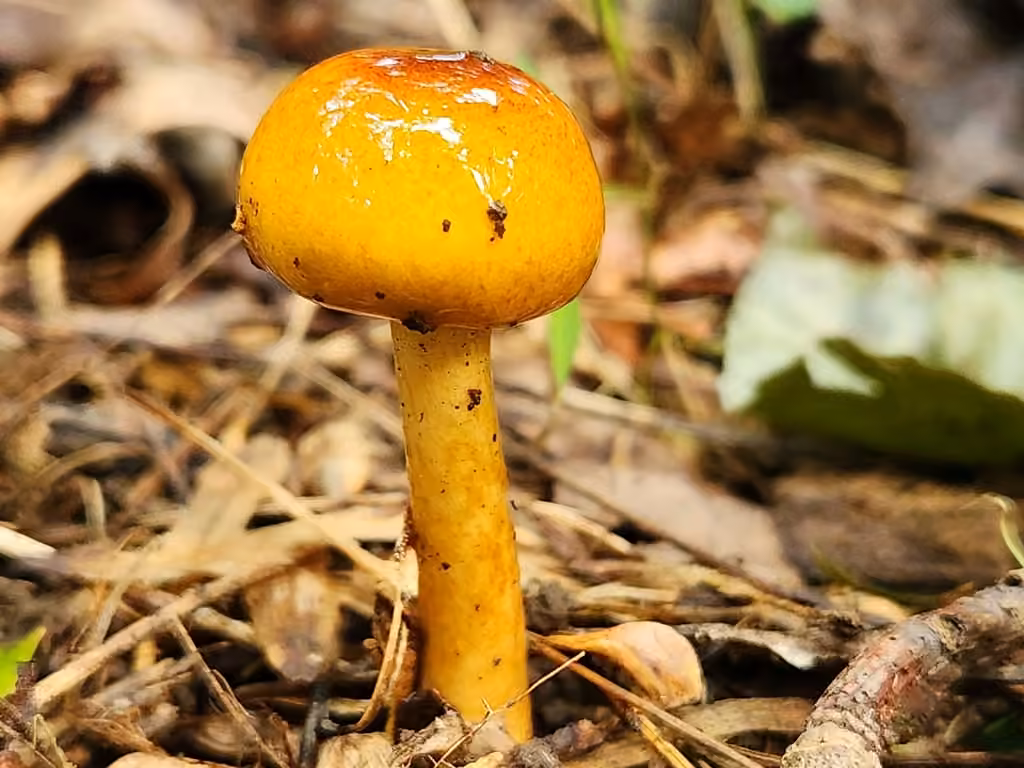 Red-brown Slimy Stem Limacella, photo 3 sur 5