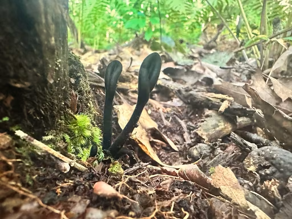 Short-spored Earthtongue, photo 2 of 5