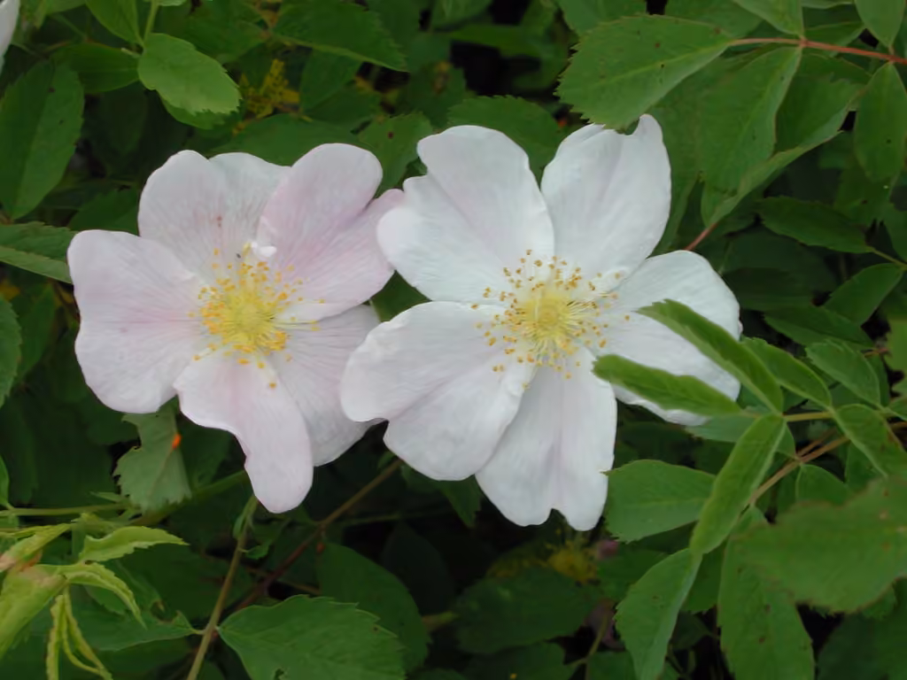 Rosier inerme, En fleurs