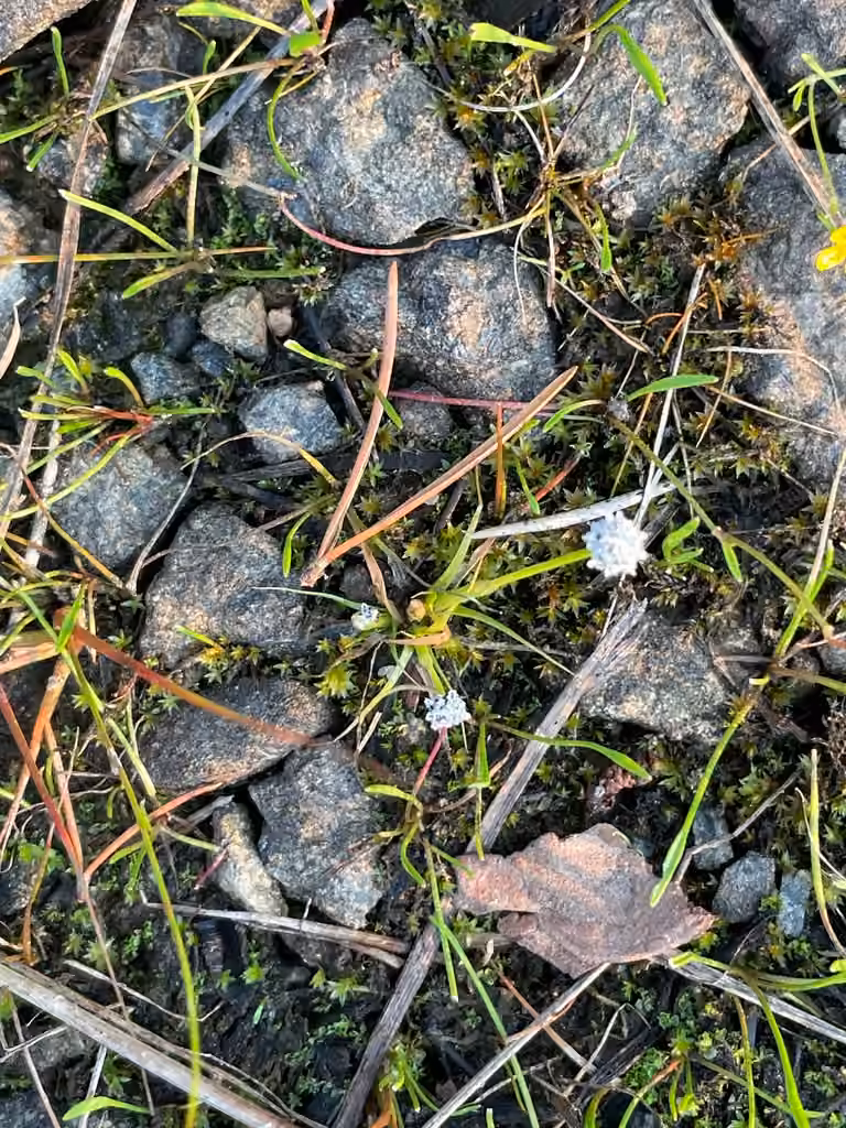 Sevenangle pipewort, In fruit