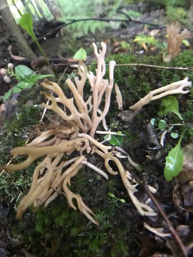 Beige Coral, photo 1 of 1