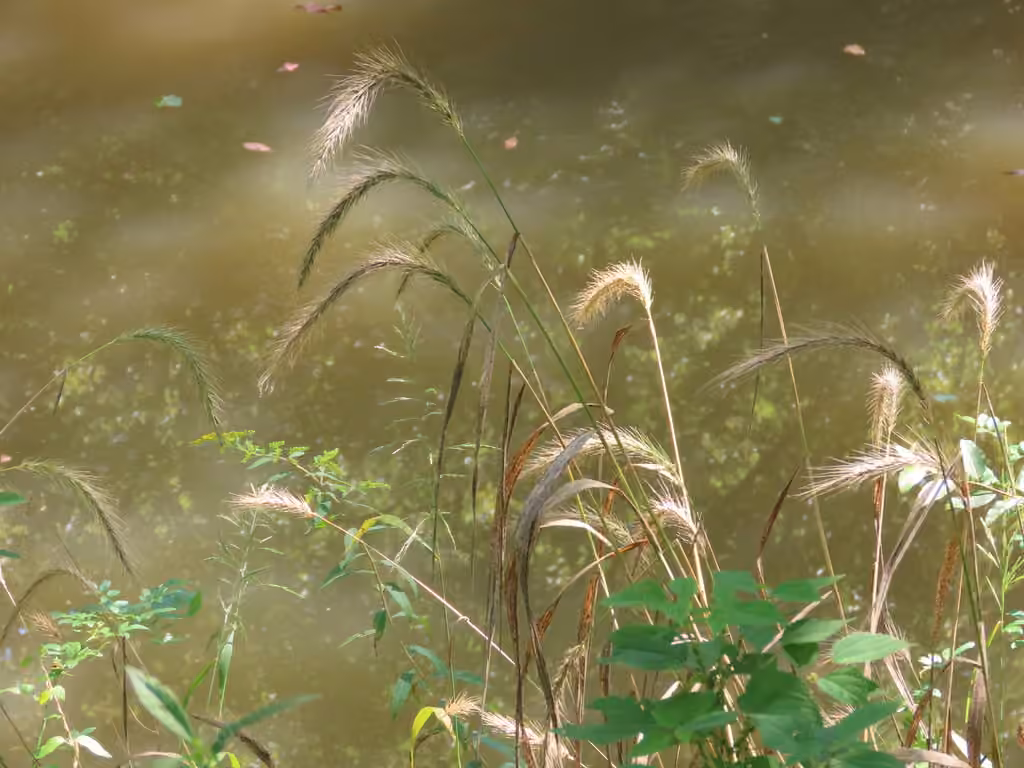 Élyme des rivages, En fleurs