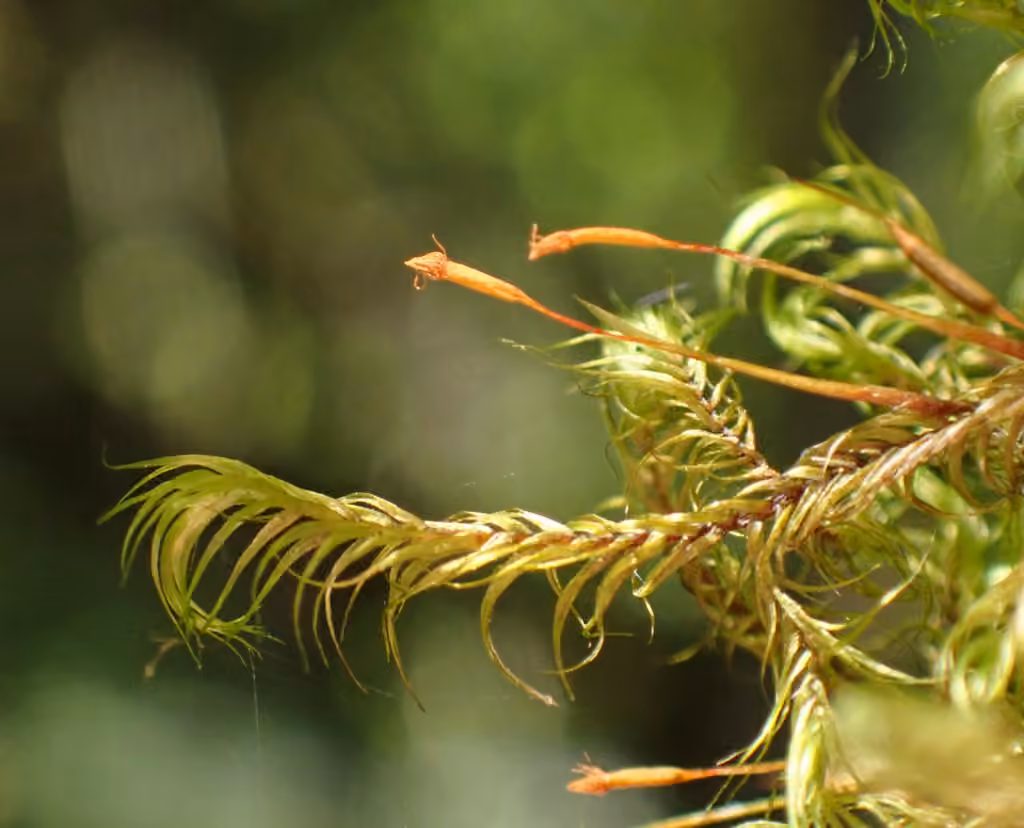 Dichelyma Moss, photo 3 of 5