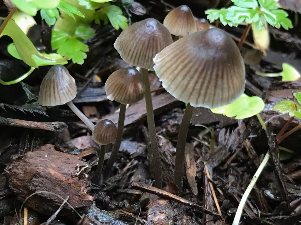 Mycène chlorée, photo 1 sur 5