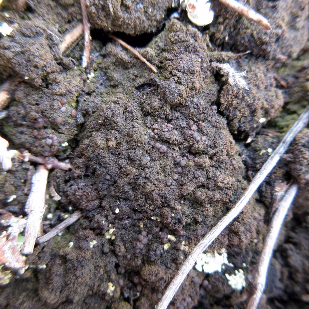 Pear Tar-spot Lichen, photo 2 of 5