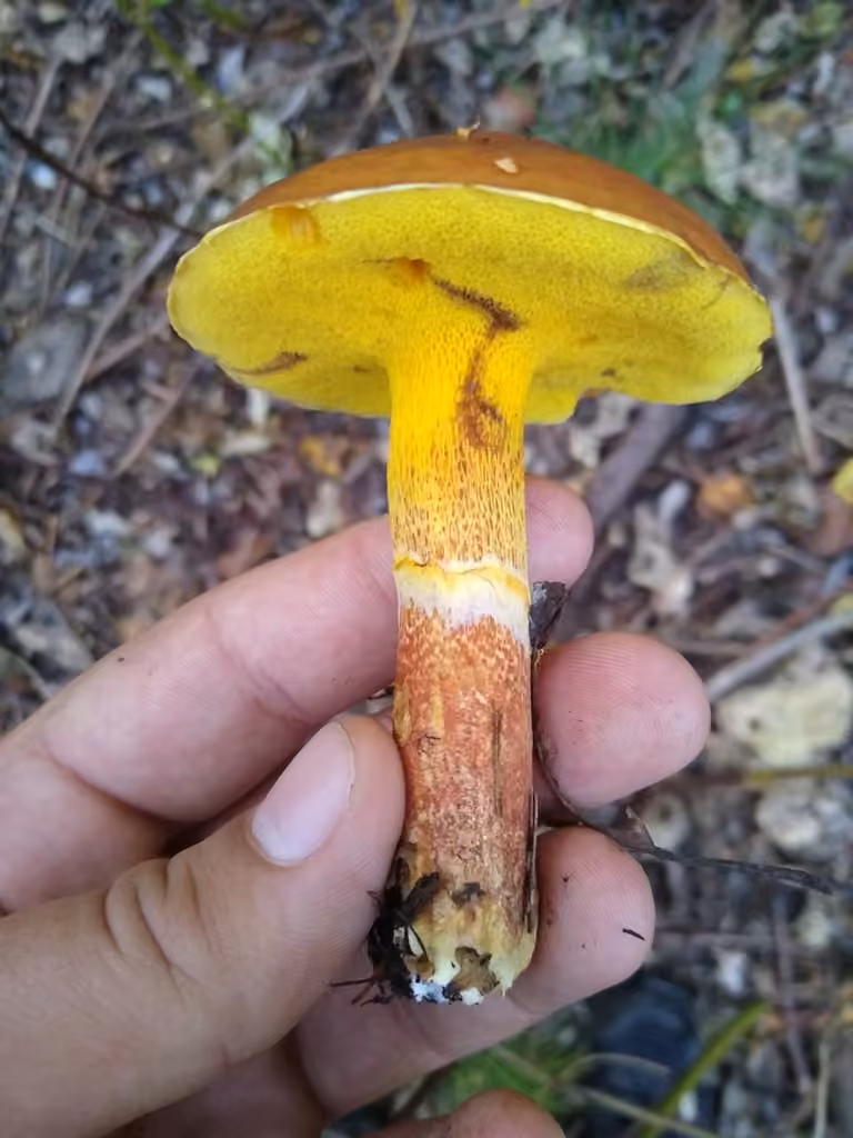 Larch Suillus, photo 2 of 5