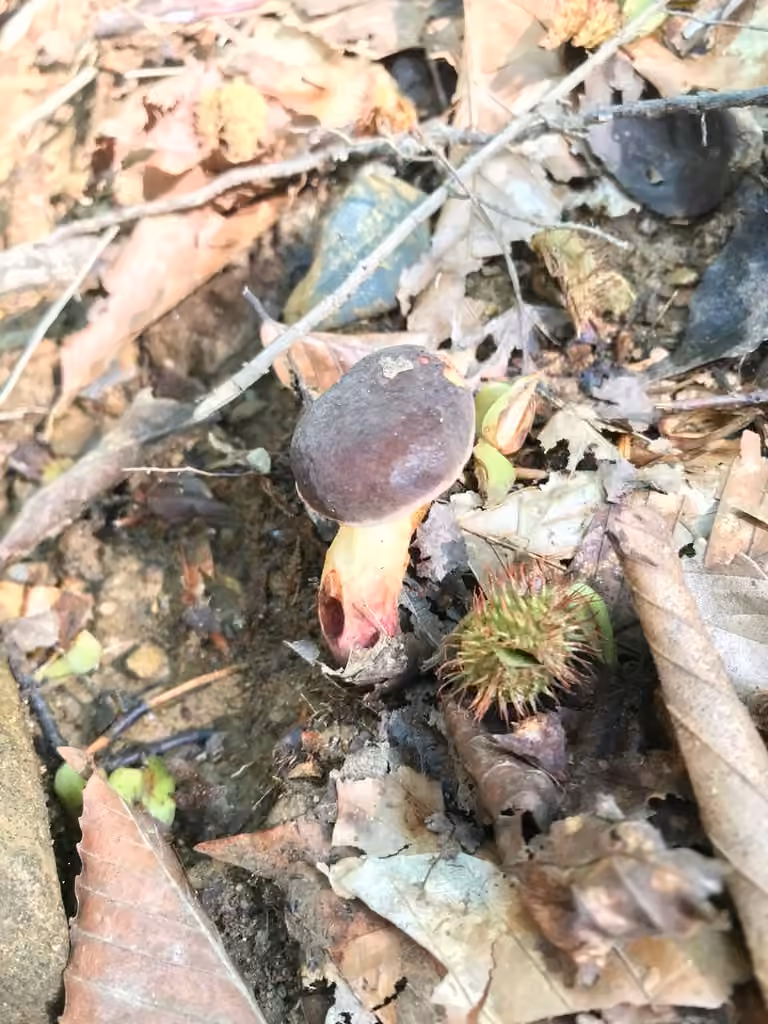 Xerocomellus truncatus, photo 2 of 5