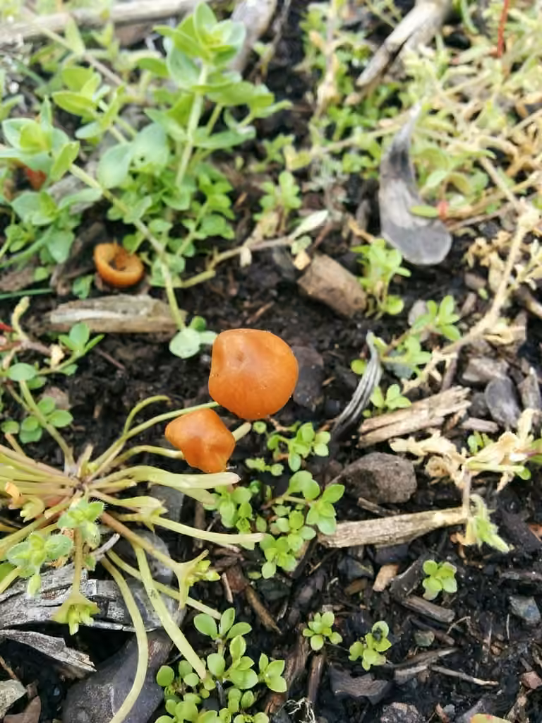 Concocybe tendre, photo 3 sur 5