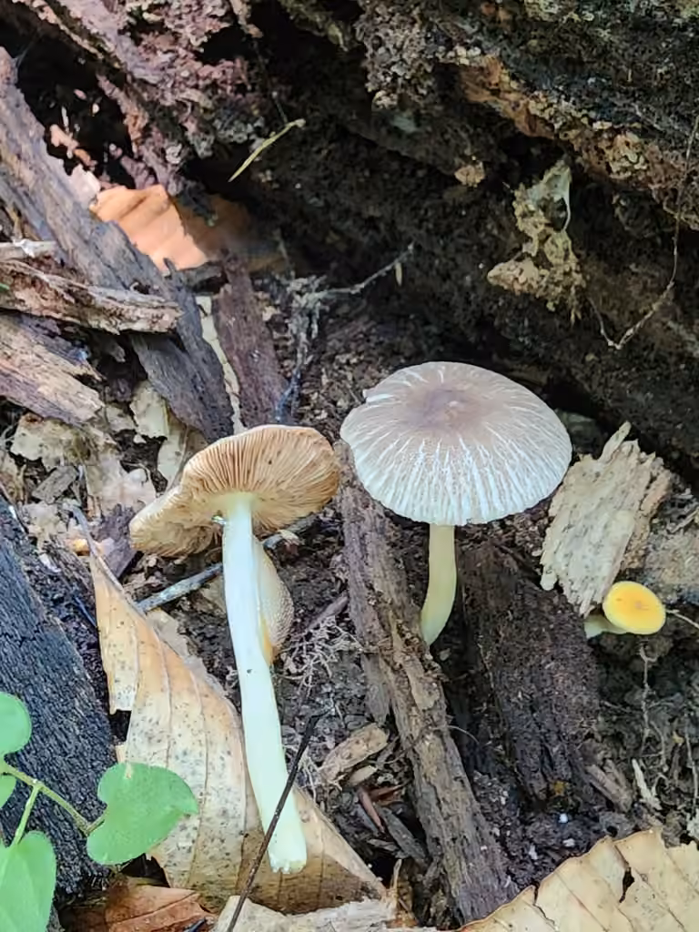 Pluteus deceptivus, photo 1 of 5