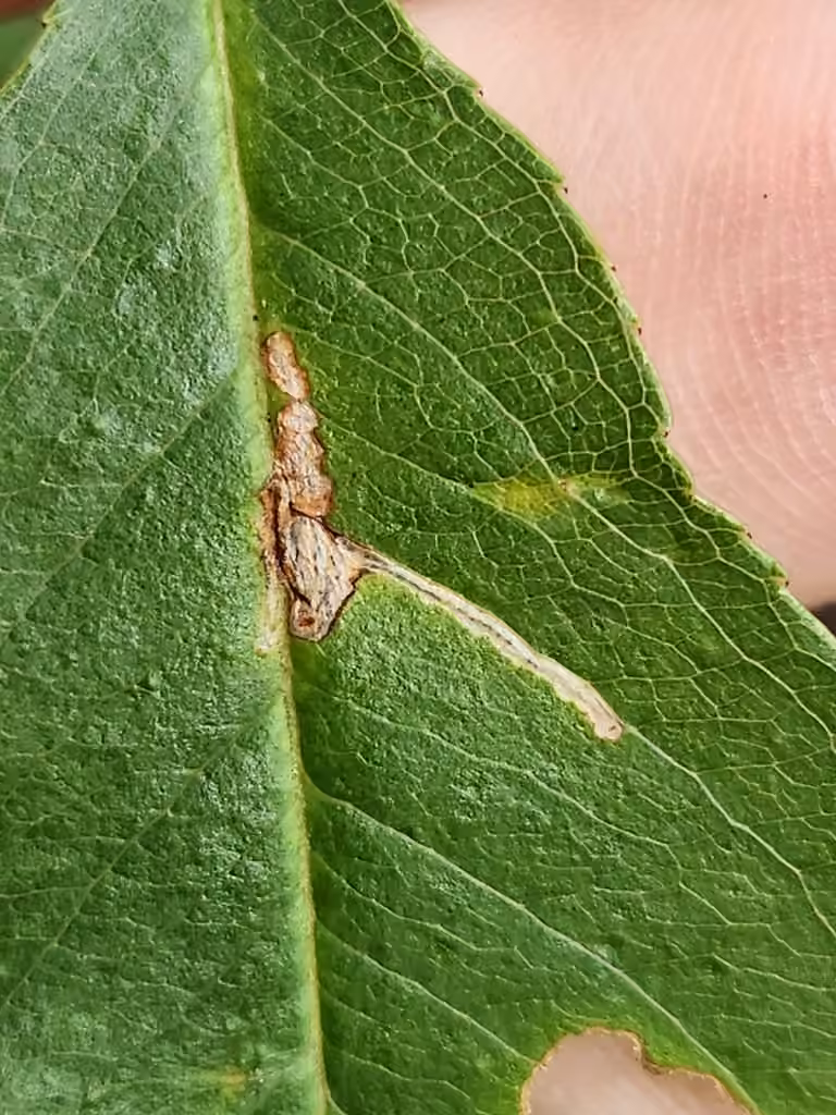 Apple Skeletonizer Moth, Leaf mine
