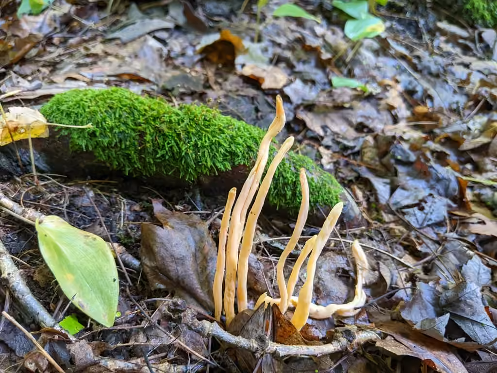Appalachian Spindle, photo 3 sur 5