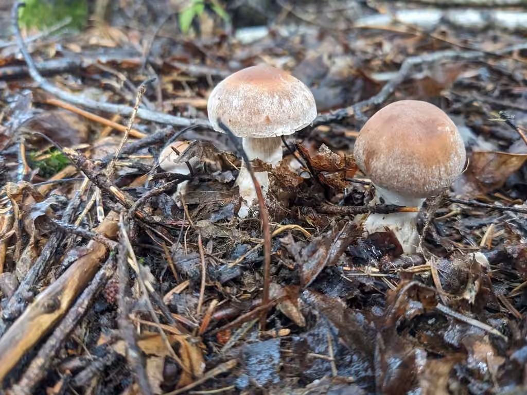 Cortinarius aptecohaerens, photo 3 sur 5