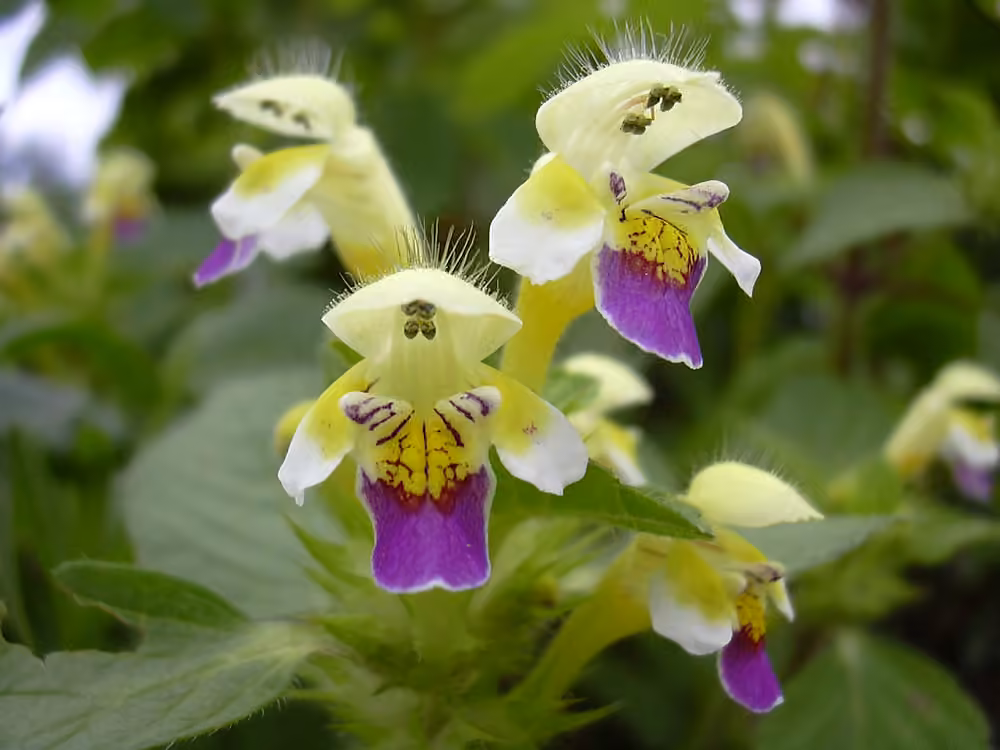 Edmonton hempnettle, photo 1 of 5