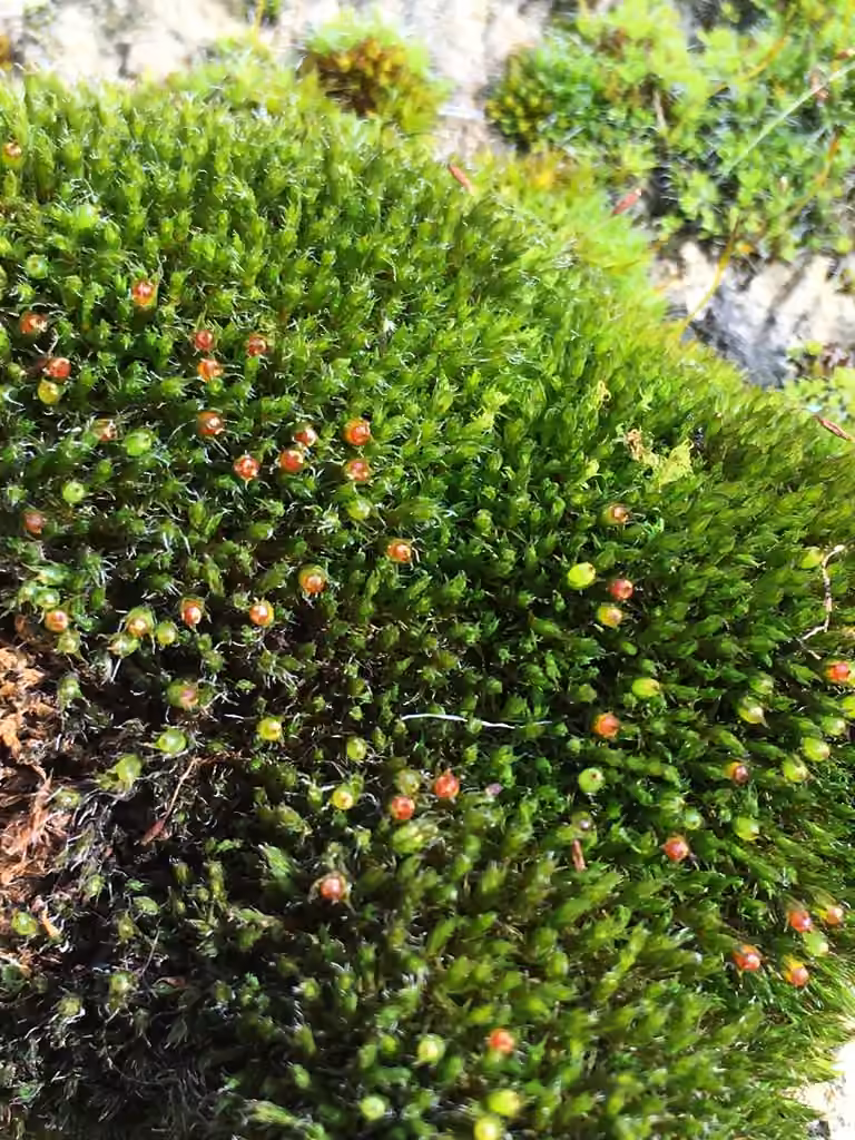 Grimmie à soie épaisse, photo 3 sur 5