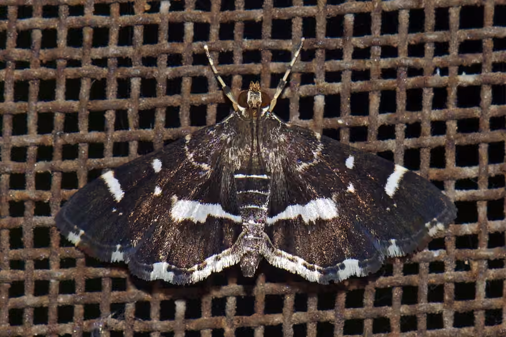 Spotted Beet Webworm Moth, photo 2 sur 5