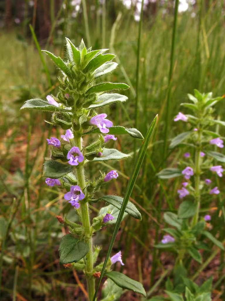 Basil thyme, photo 1 of 5