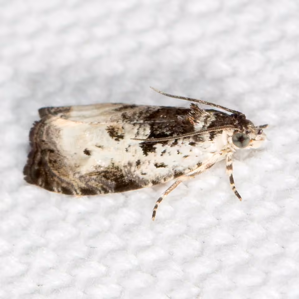 Malana Leafroller Moth, Adult