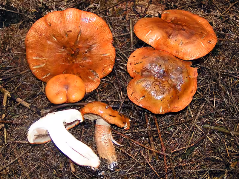Tricholome orangé, photo 2 sur 5