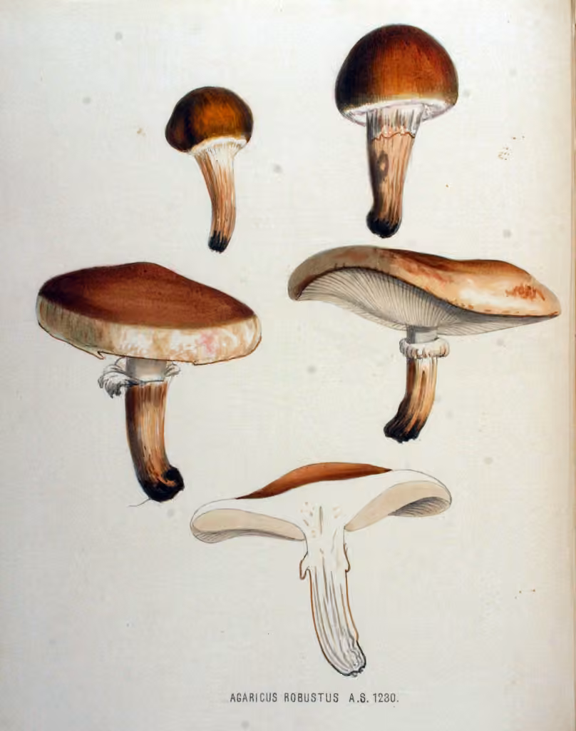 Tricholome robuste, photo 2 sur 2