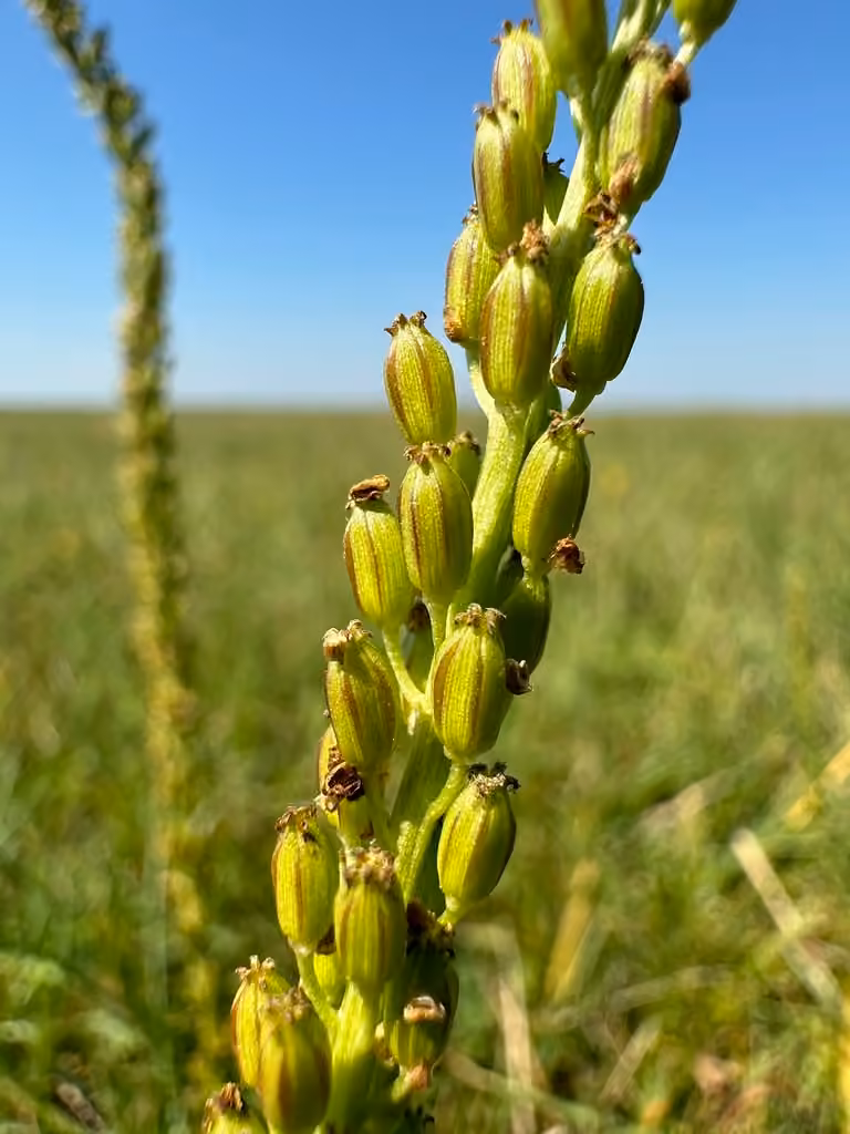 Arrow-grass, In fruit