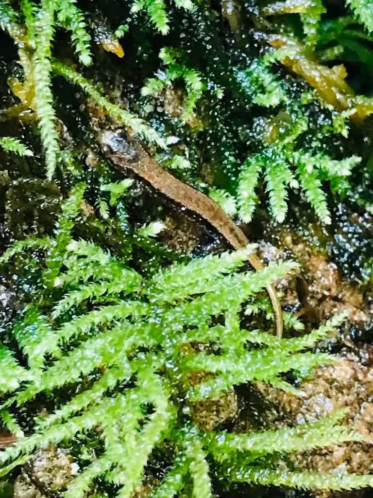 Salamandre sombre des montagnes, Juvénile