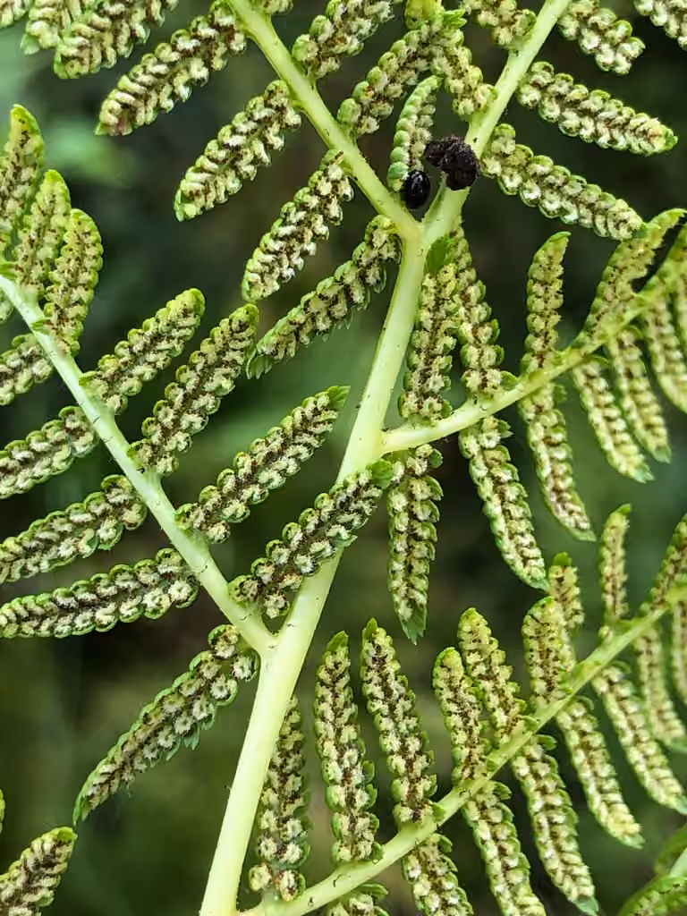 Subarctic lady fern, photo 2 of 5