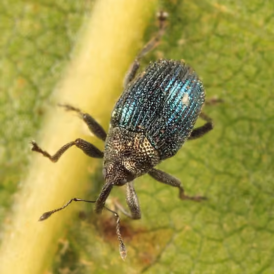 Weevil, photo 2 of 5