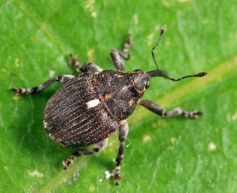 Ceutorhynque ponctué, Adulte