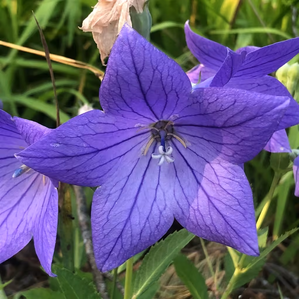 Platycodon à grandes fleures, photo 1 sur 5