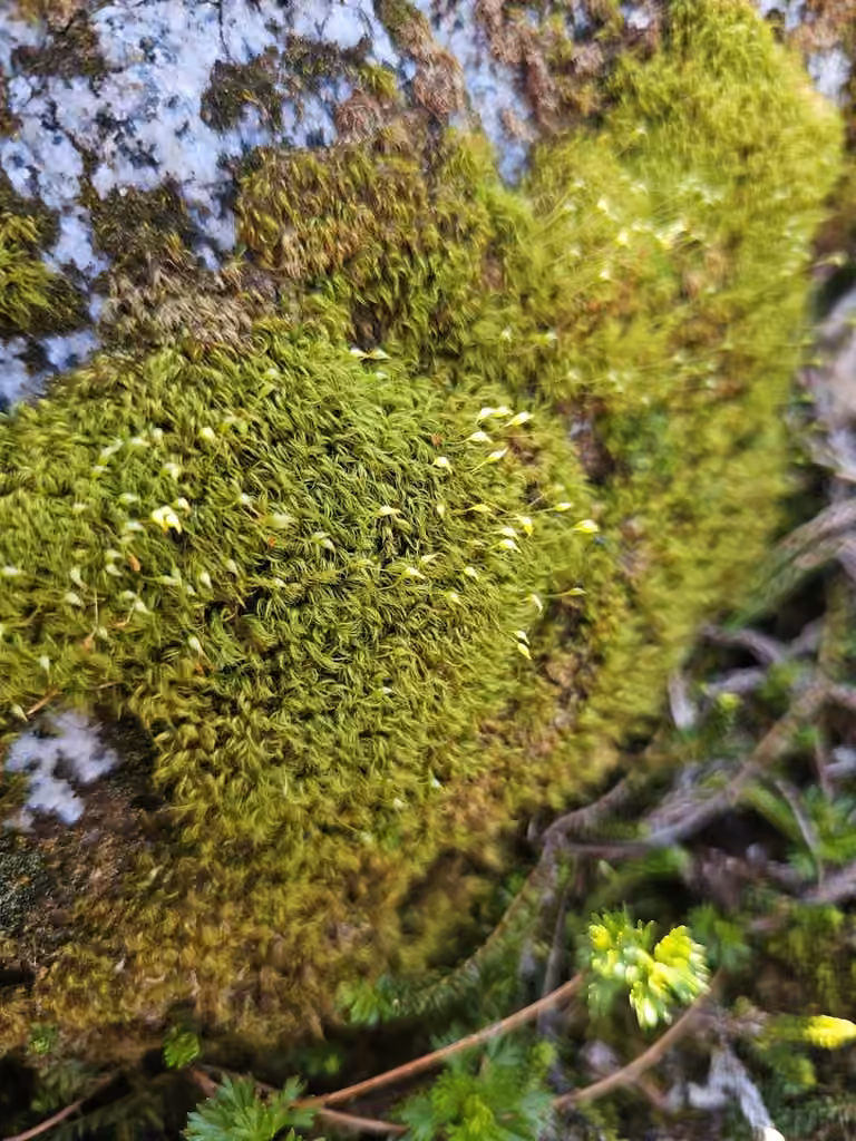 Faux-dicrane faucille, photo 1 sur 5