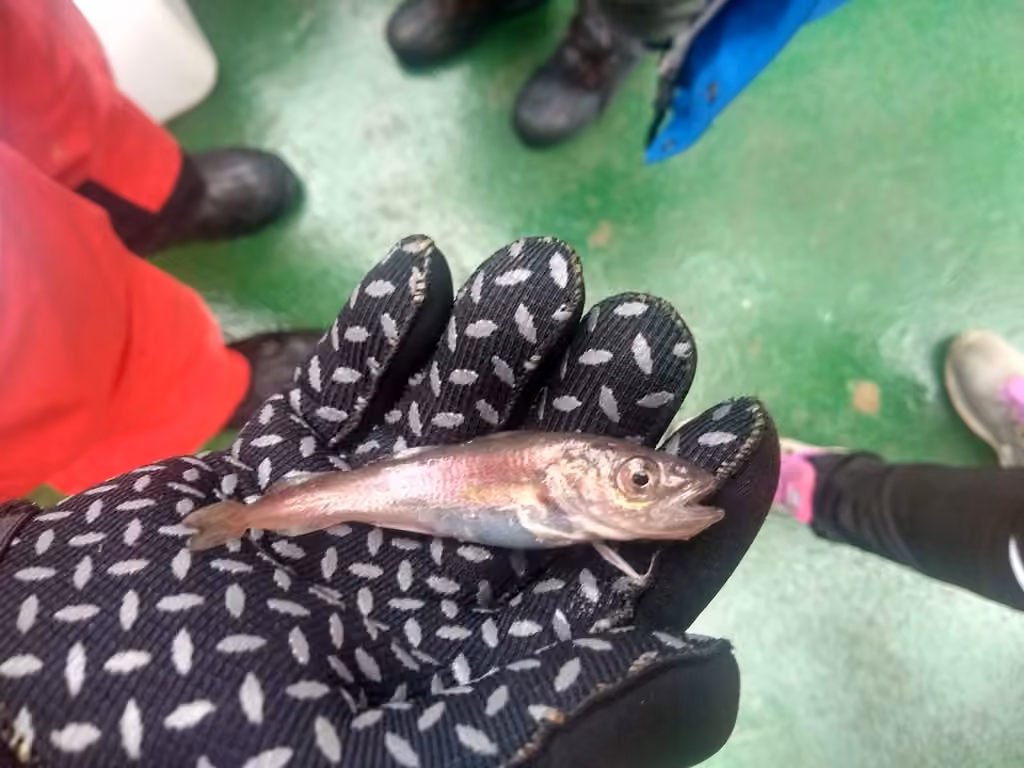 Arctic Cod, Juvenile
