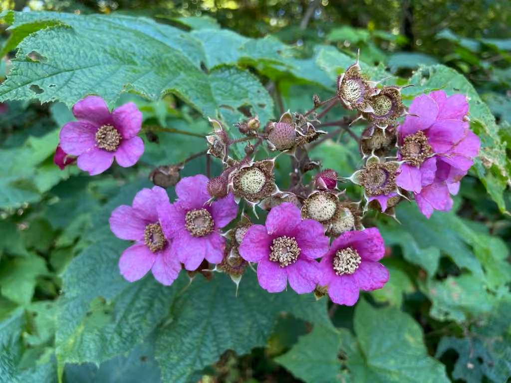 Purpleflowering raspberry, In fruit