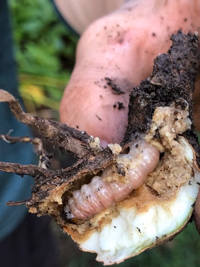 Iris Borer Moth, Caterpillar