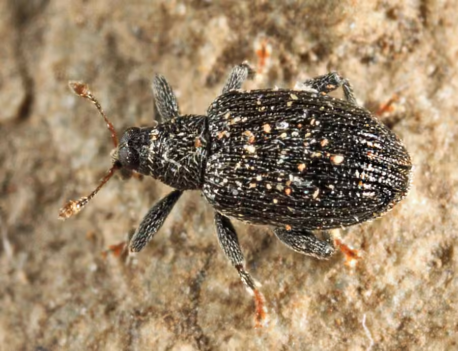 Expanded Weevil, photo 3 of 5
