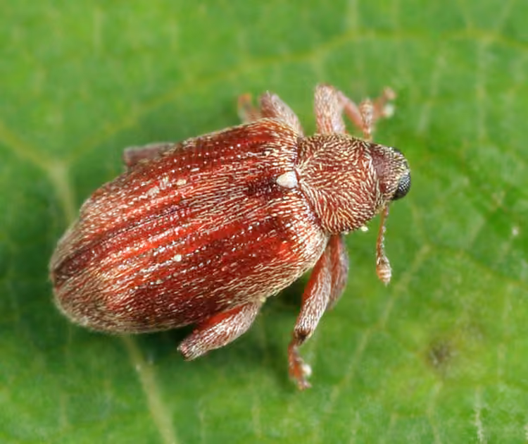 Alder Jumping Weevil, photo 2 of 5