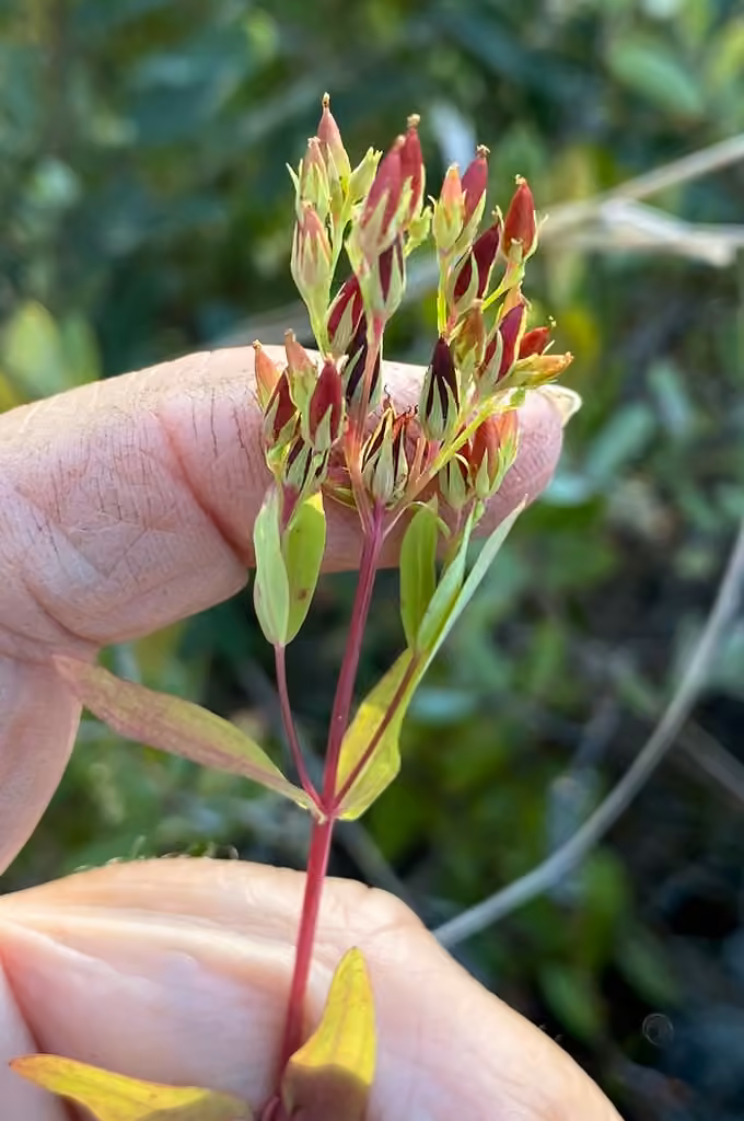 Millepertuis majeur, En fruits