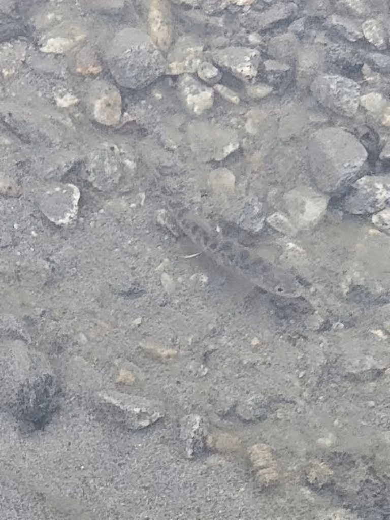Arctic Char, Juvenile