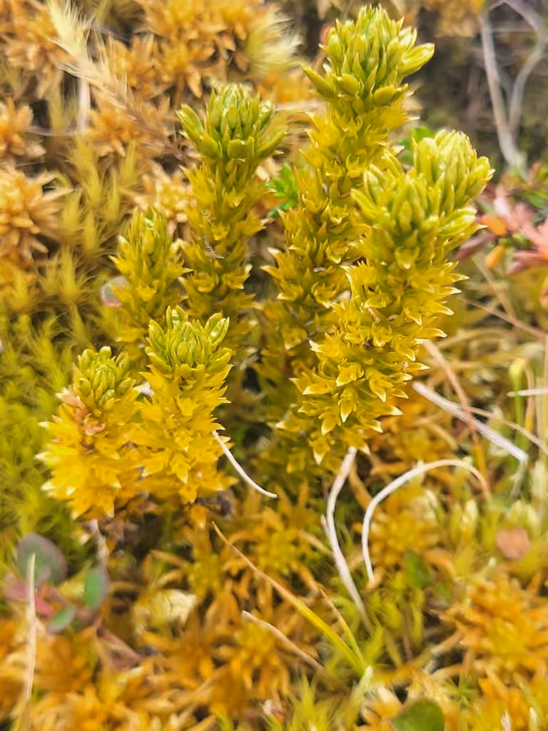 Lycopode arctique, photo 3 sur 5