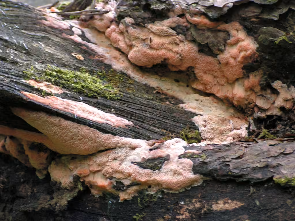 Polypore placenta, photo 3 sur 5